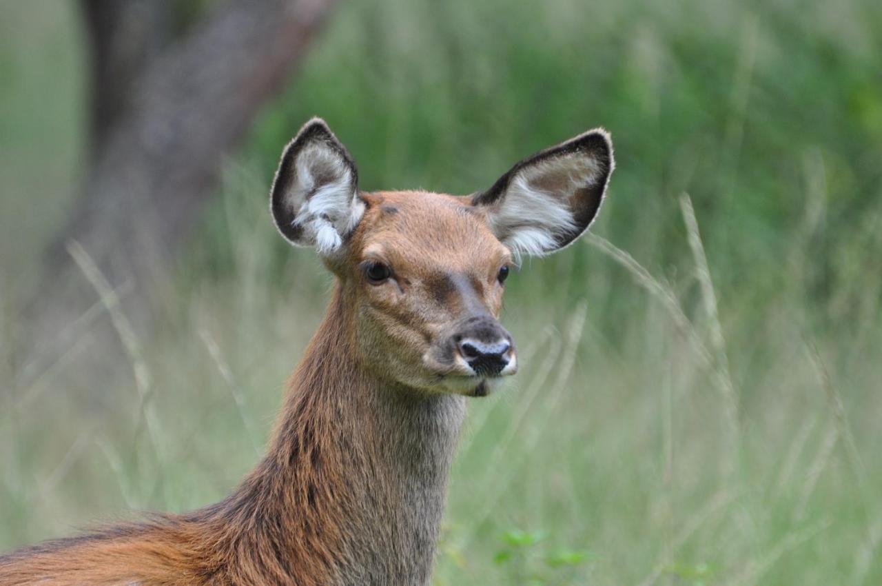Vakantiehuis Vliegend Hert Veluwe ヌンスペート エクステリア 写真