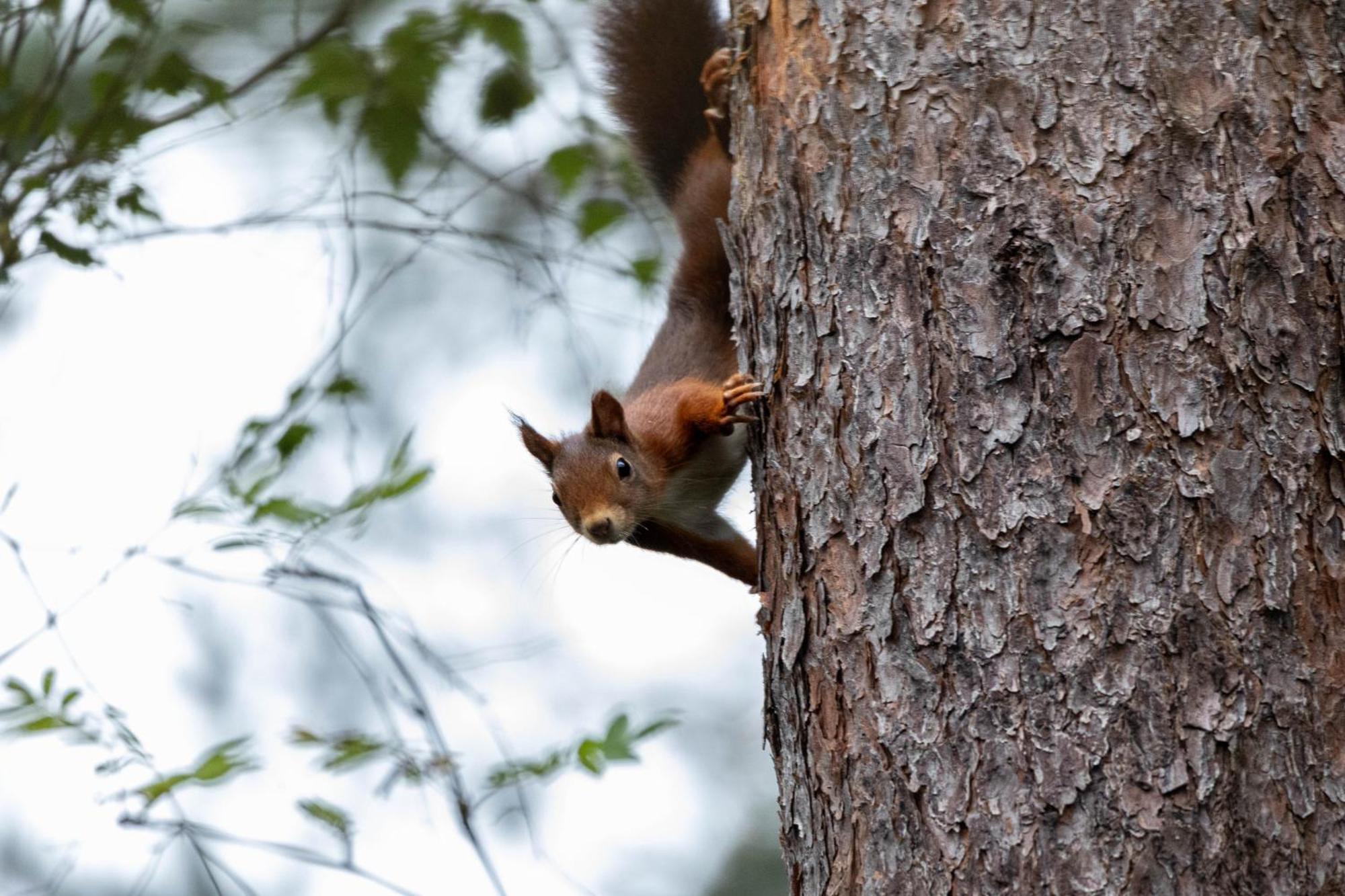 Vakantiehuis Vliegend Hert Veluwe ヌンスペート エクステリア 写真