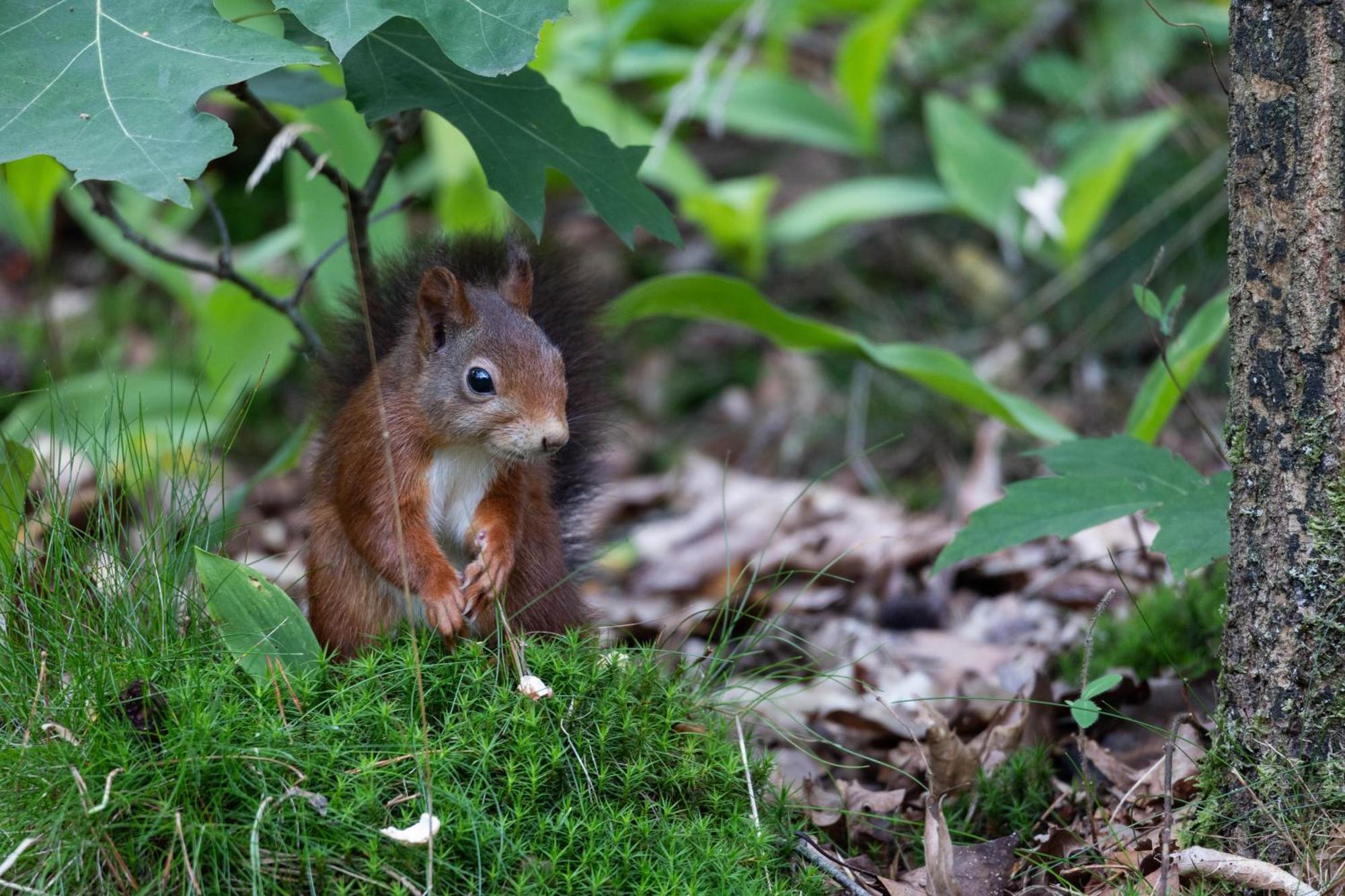 Vakantiehuis Vliegend Hert Veluwe ヌンスペート エクステリア 写真